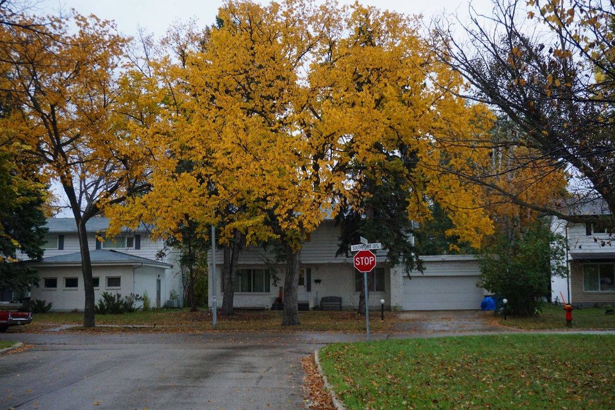 A tree-lined street of older colonial houses in autumn
