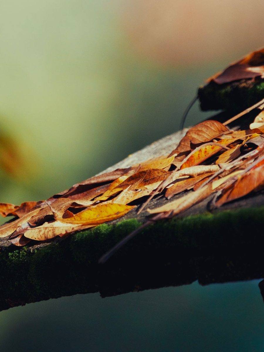 Autumn leaves collected in a gutter along a roof edge