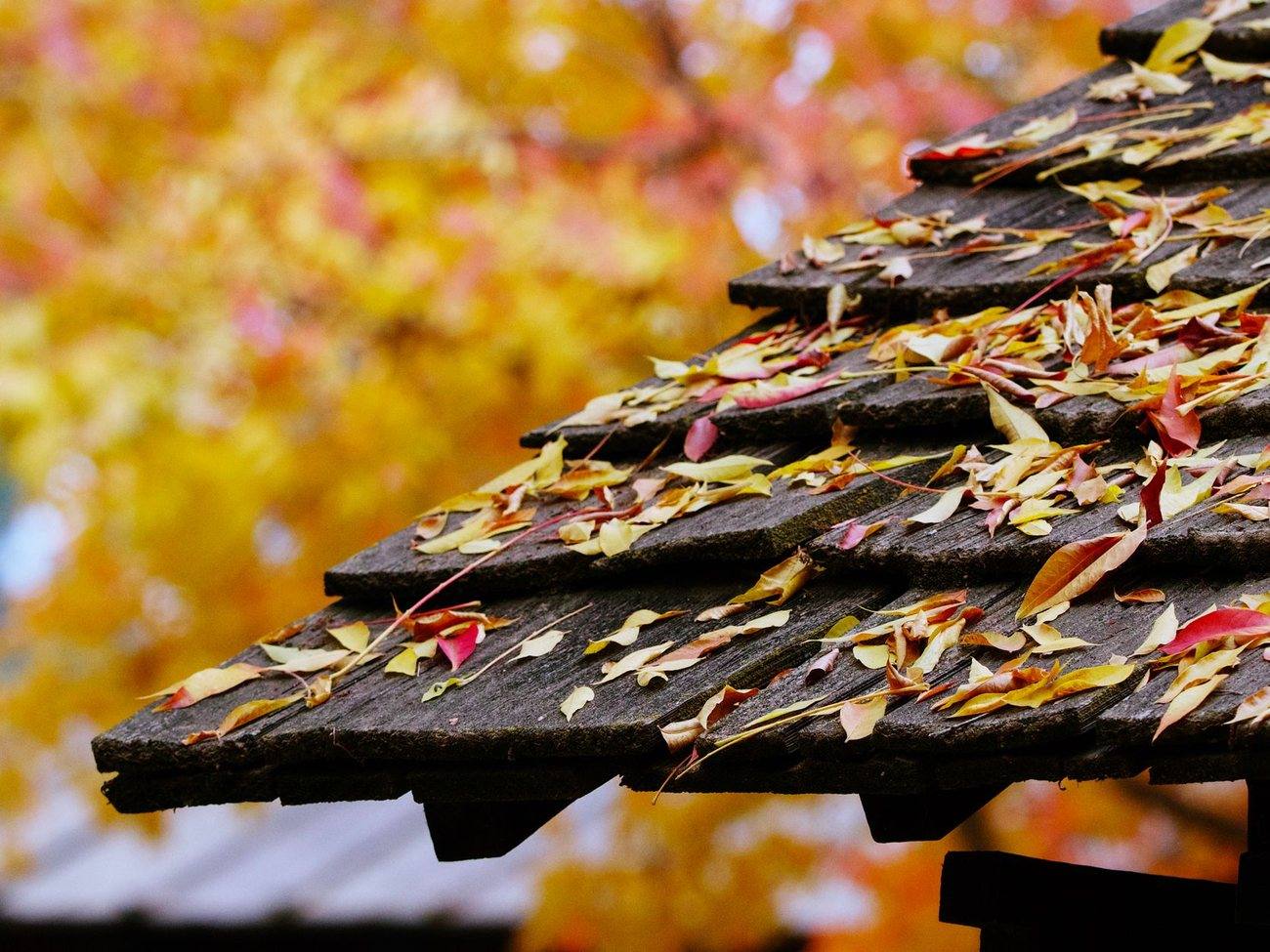 Autumn leaves collected along a roof edge and gutter
